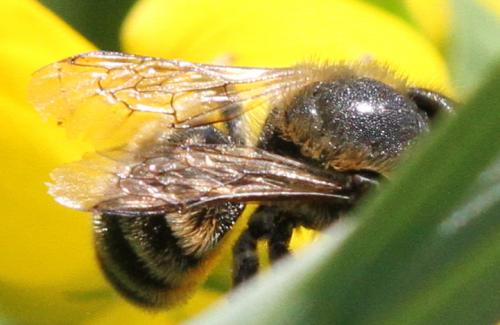 Réf. 212 504 : Osmia aurulenta